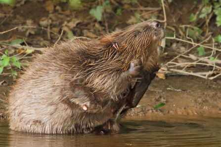 River Otter Beaver Trial news | Devon Wildlife Trust